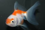 Rood Wit Sluier